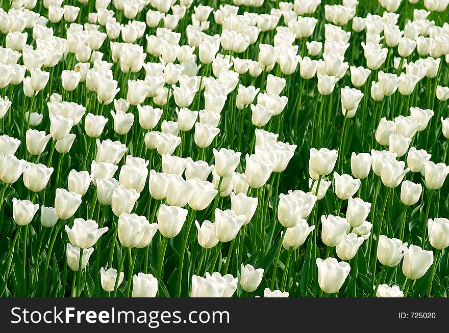 White tulipgarden in the sun. White tulipgarden in the sun