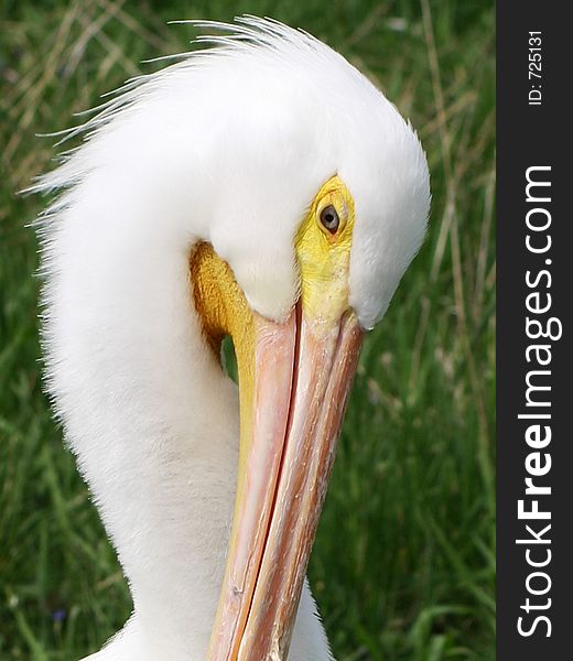Pelican Up Close