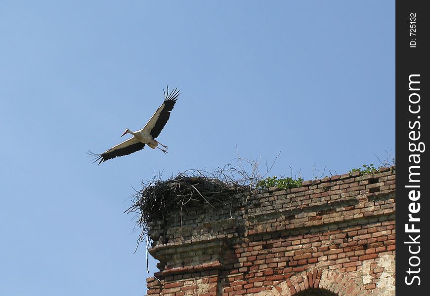 Stork leaving nest