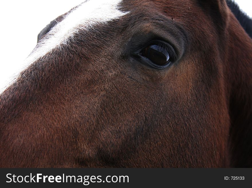 Horse keeps his bright eye on you