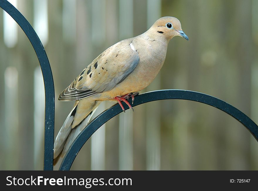 Perched Dove