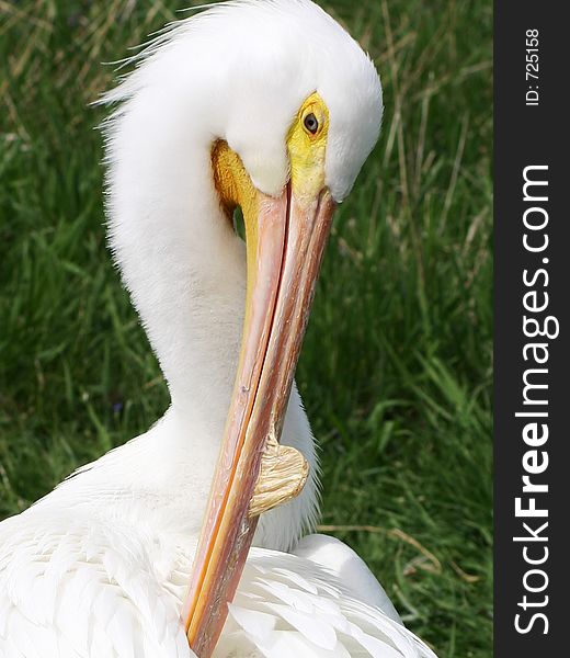 Grooming Pelican. Grooming Pelican