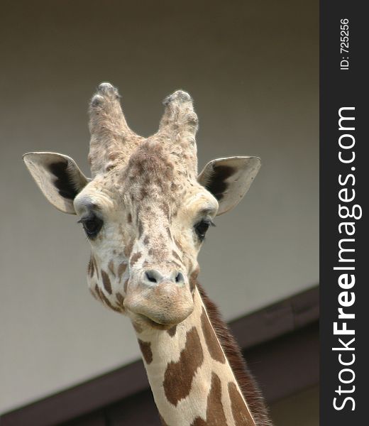 Giraffe at the zoo. Giraffe at the zoo