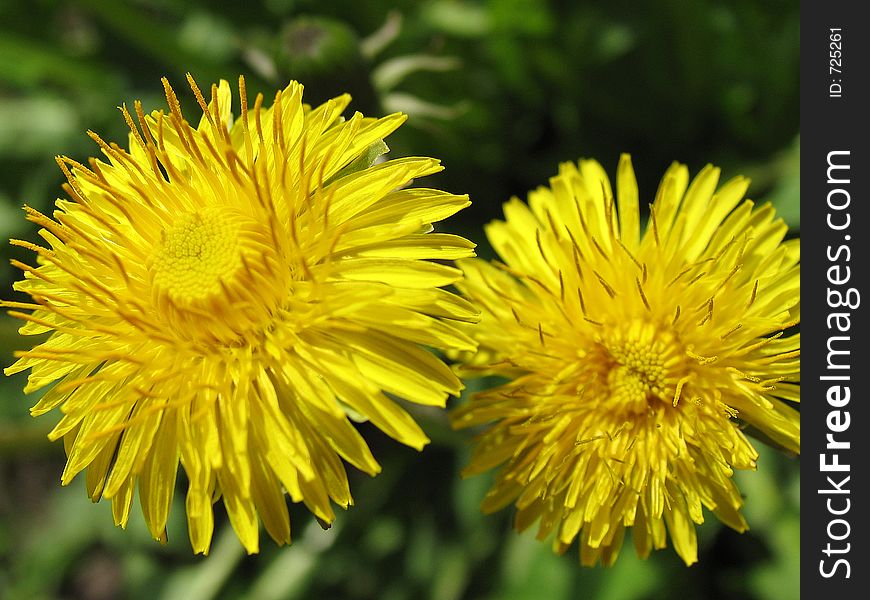 Two flowers of dandelions. Two flowers of dandelions