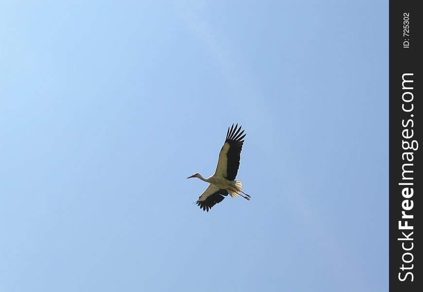 Stork flight on a blue sky. Spread wings. Stork flight on a blue sky. Spread wings.