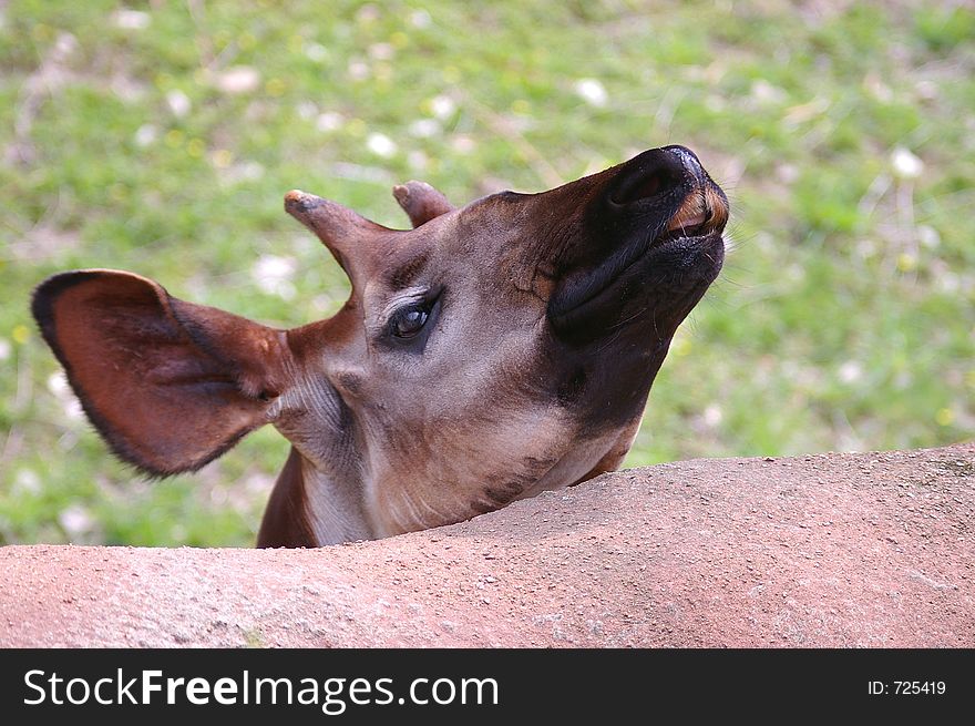 Okapi at the zoo