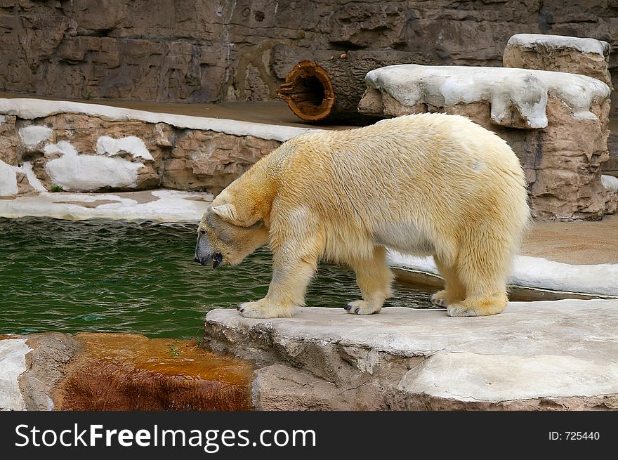 Polar Bear at the zoo