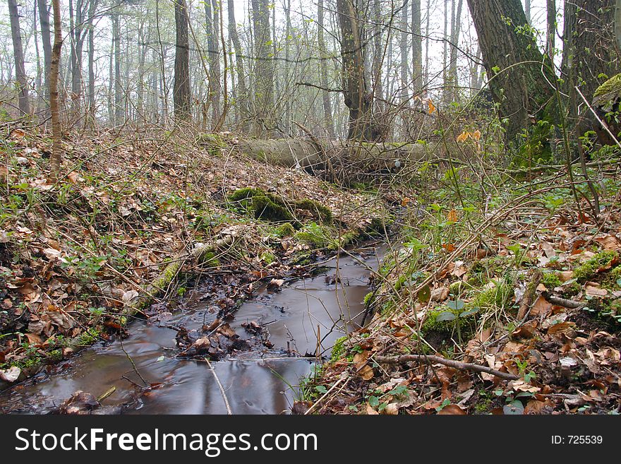 Small water stream in Spring Forest. Small water stream in Spring Forest.