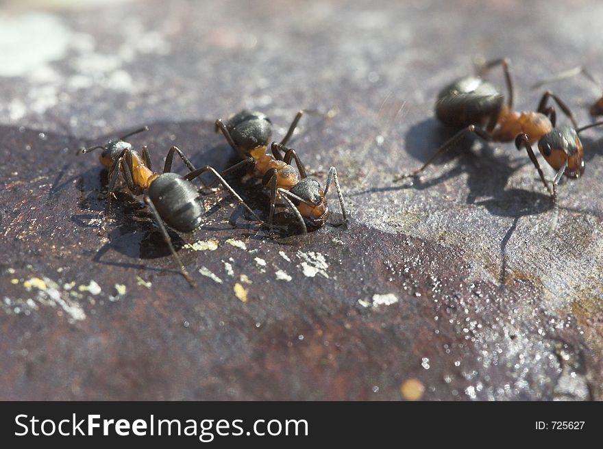 Wood ants (macroshoot)