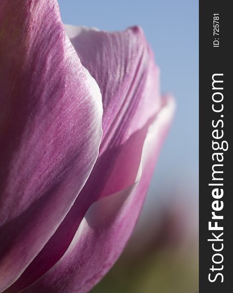 Pink Tulip (Tulipa - Hermione - Peony Flowering Tulip)