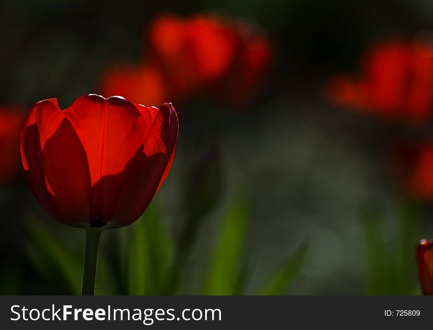 Group of Red Tulips (Tulipa - Red Impression - Drawin Tulip) tops glow in the sun. Group of Red Tulips (Tulipa - Red Impression - Drawin Tulip) tops glow in the sun