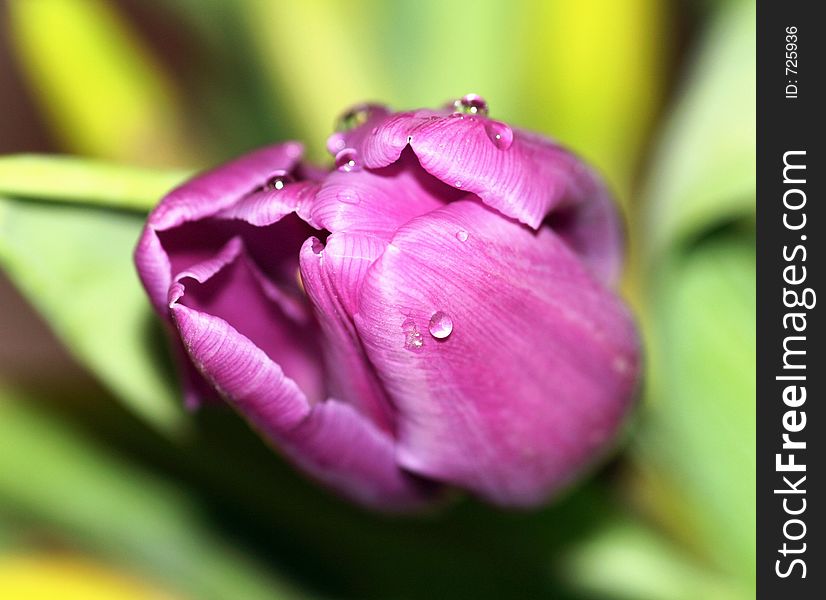 Tulip macro with rain drops. Tulip macro with rain drops