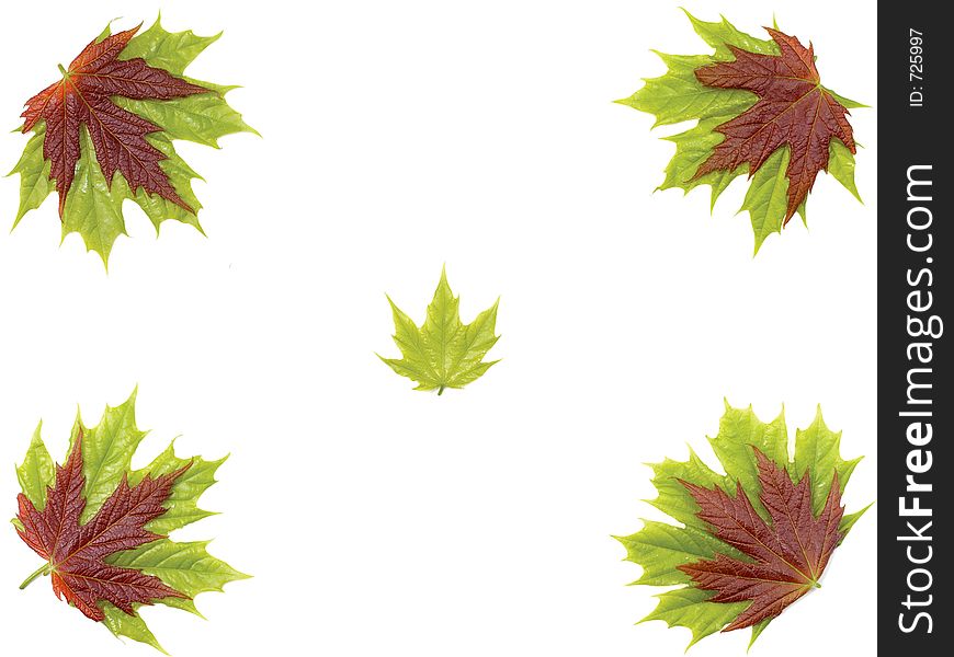 Hi-res maple leaves on paper framed background. Hi-res maple leaves on paper framed background