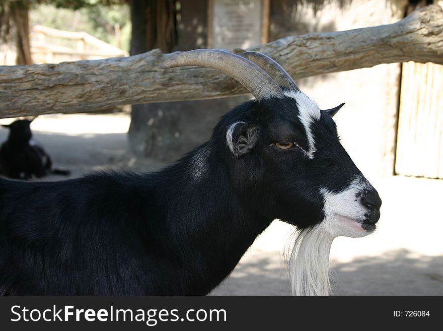 Black goat