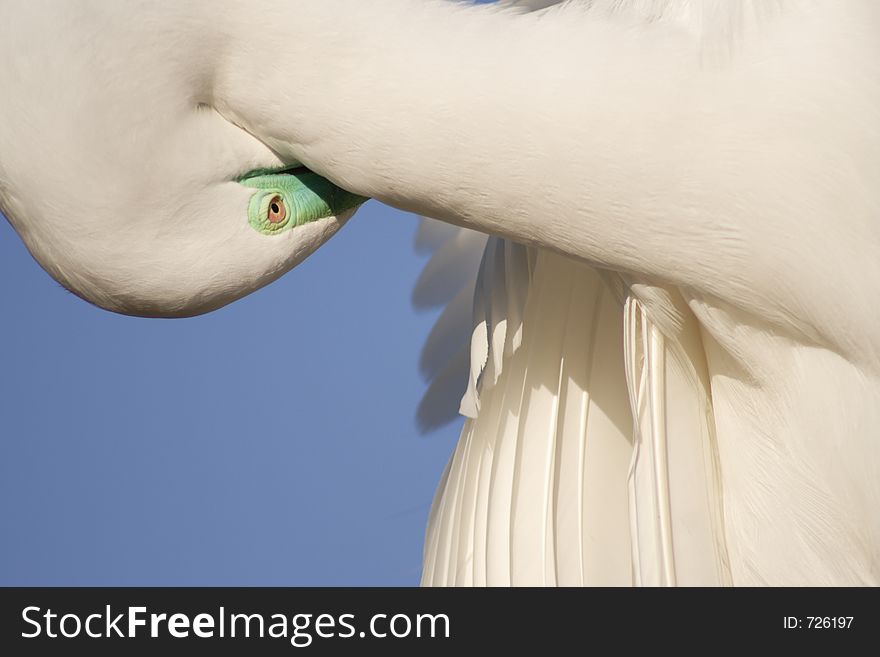 Great Egret, Hide