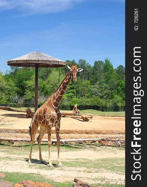 Giraffe at Zoo