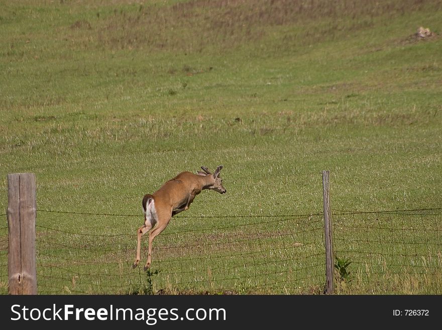 Young whitetail buck leaping over pasture fence. Young whitetail buck leaping over pasture fence