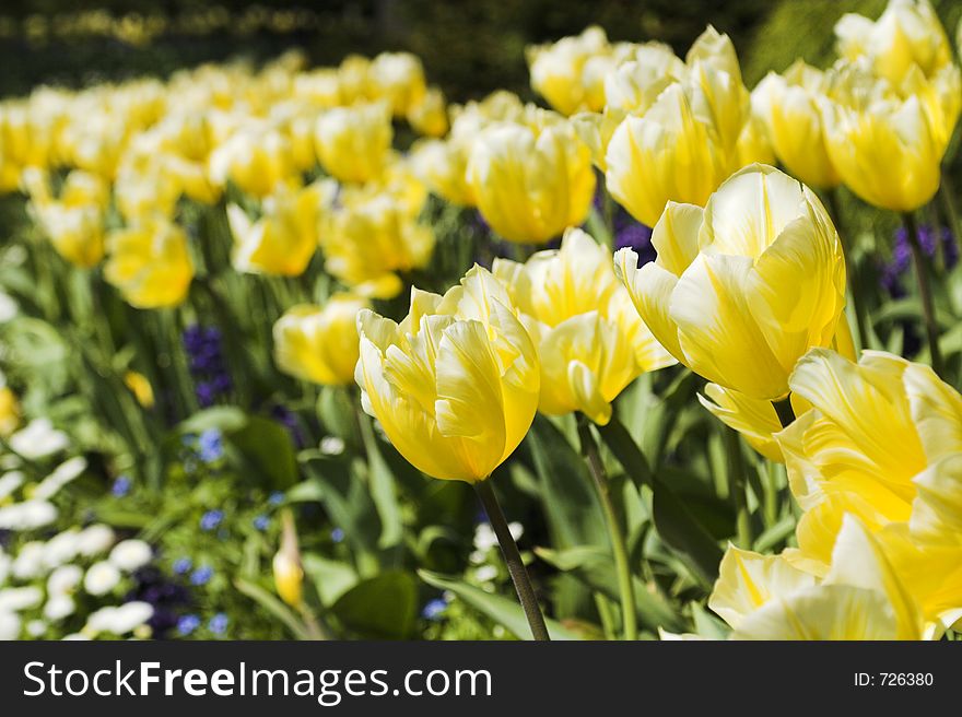 Yellow tulips