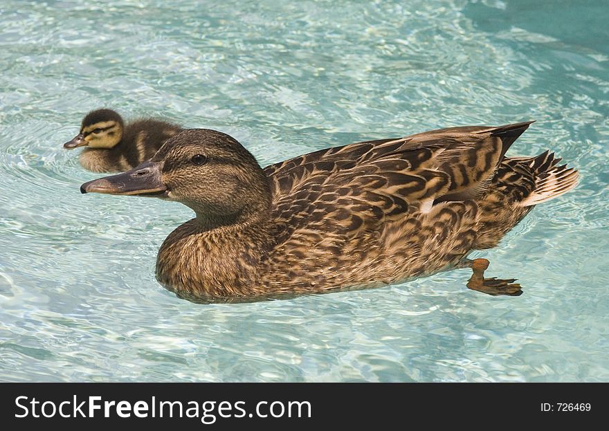 Baby duck with mother taking first swim. Baby duck with mother taking first swim