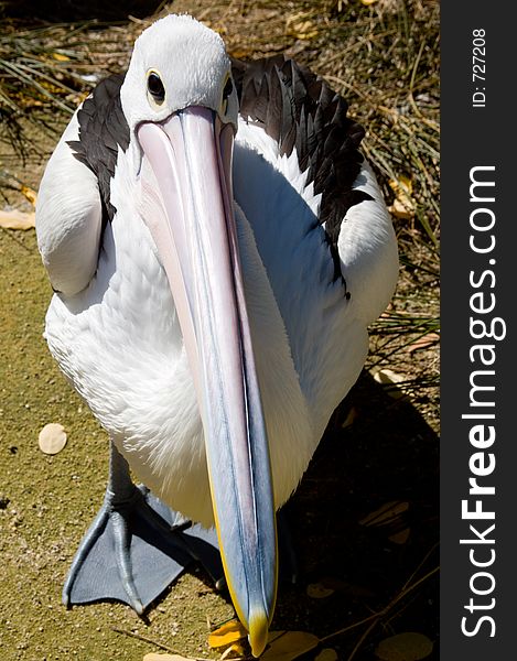 A pelican poses for a photograph. A pelican poses for a photograph.