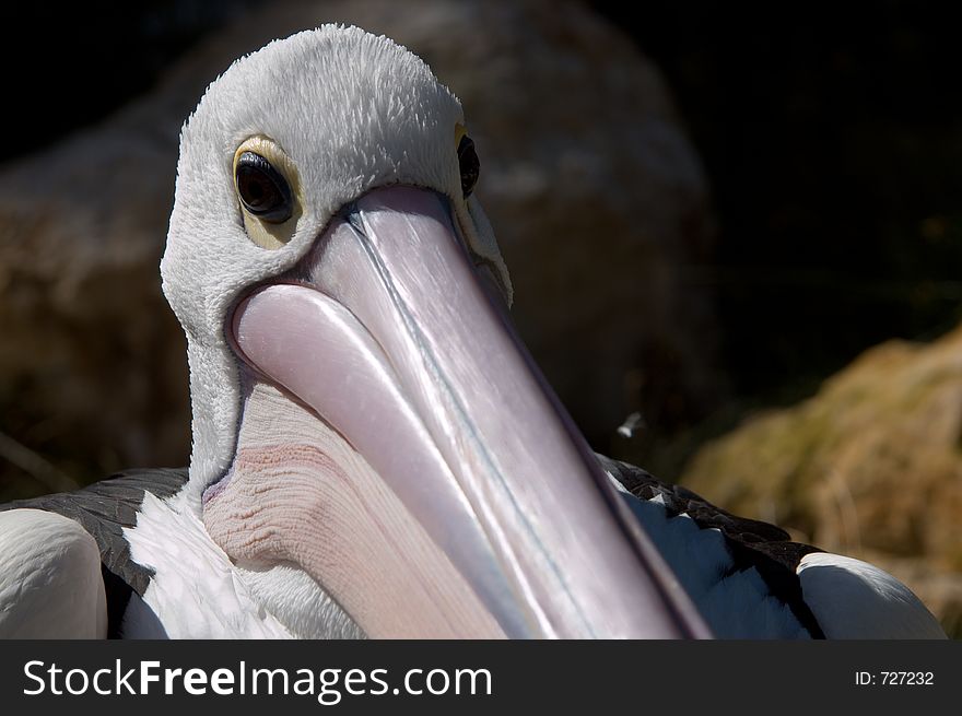 Pelican Head