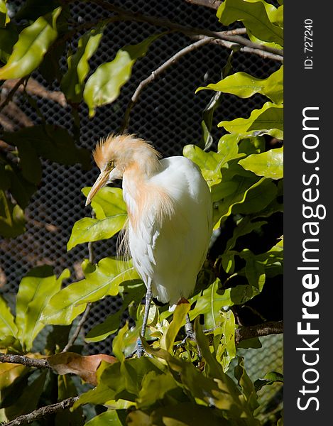 A Cattle Egret sits on a perch within a walk-in aviary. A Cattle Egret sits on a perch within a walk-in aviary.