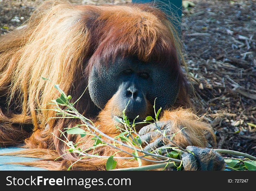 An orangutang mucnhes on some bamboo shoots. An orangutang mucnhes on some bamboo shoots.