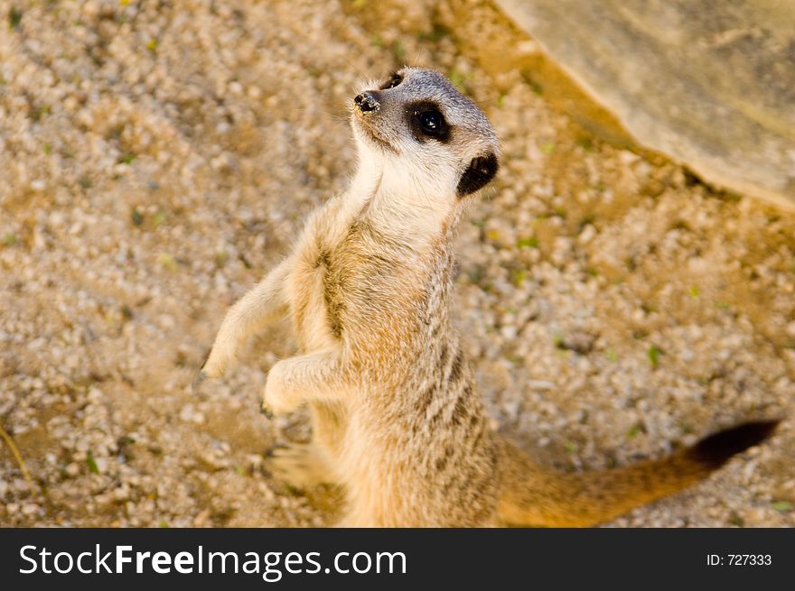 A meerkat looks for a handout of grubs. A meerkat looks for a handout of grubs.