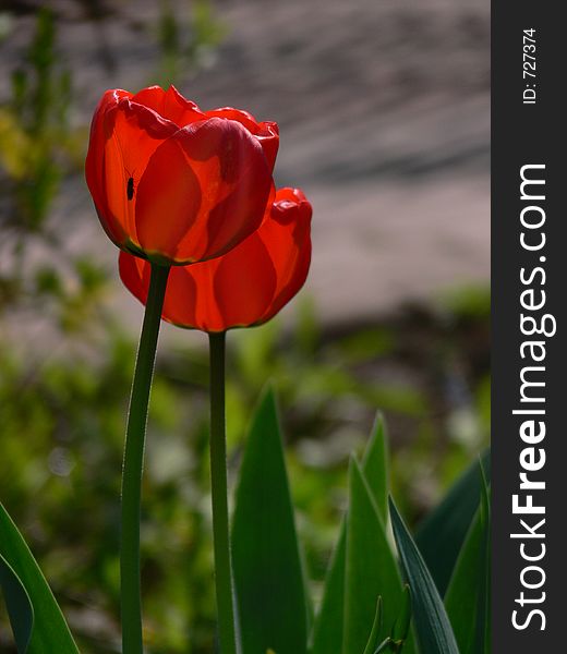 Red tulips with an incect inside