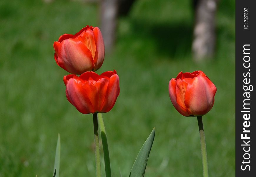 Red tulips in green background