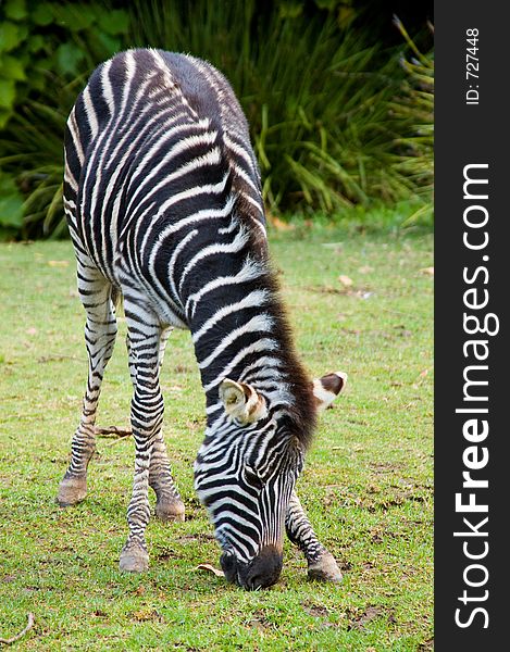 Grazing Baby Zebra