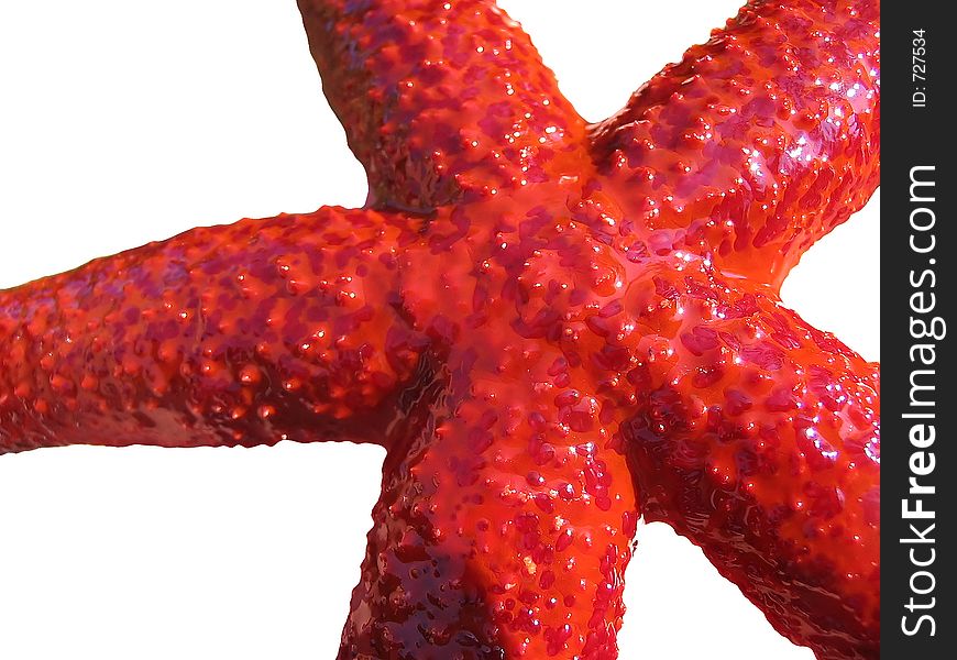 Starfish