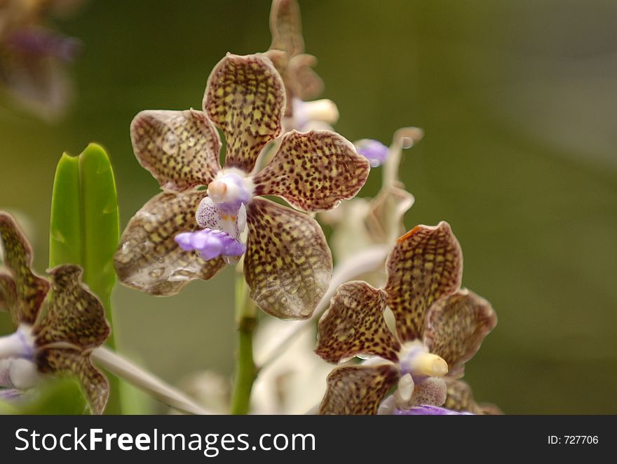 Brown Orchid. Brown Orchid