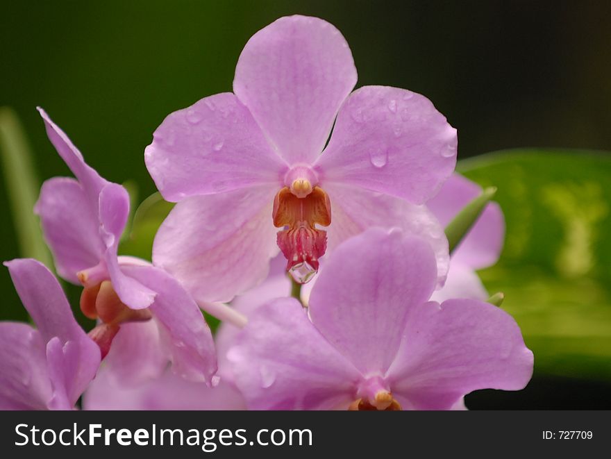 Wet Purple Orchid. Wet Purple Orchid