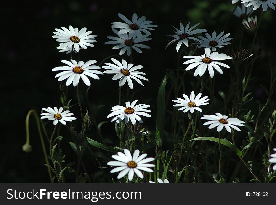 White daisies in a field. White daisies in a field.