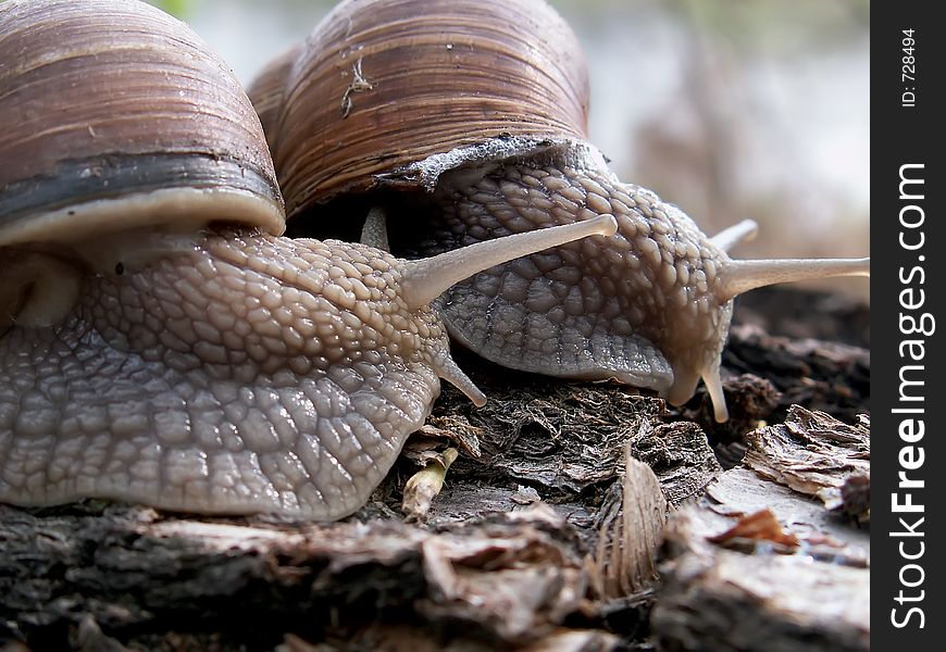 Couple of snails