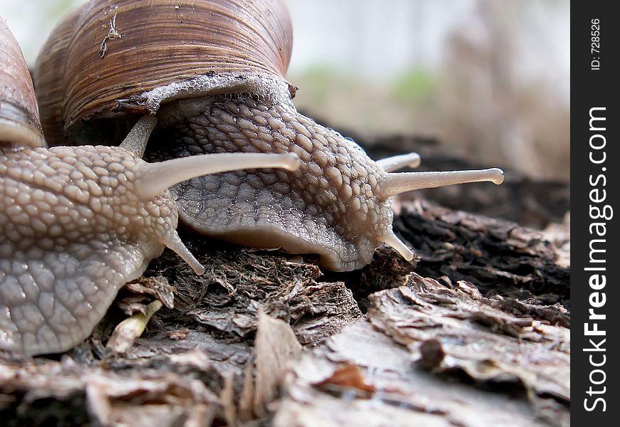 Couple of snails