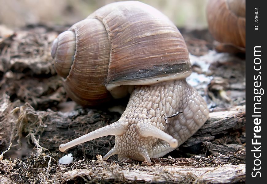 Snail close-up