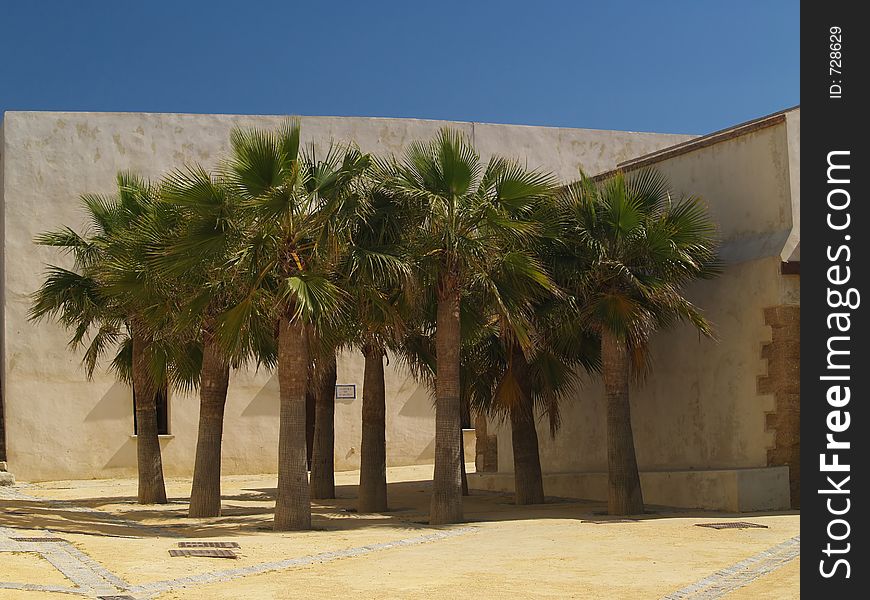 Palm trees in Cadiz, Spain