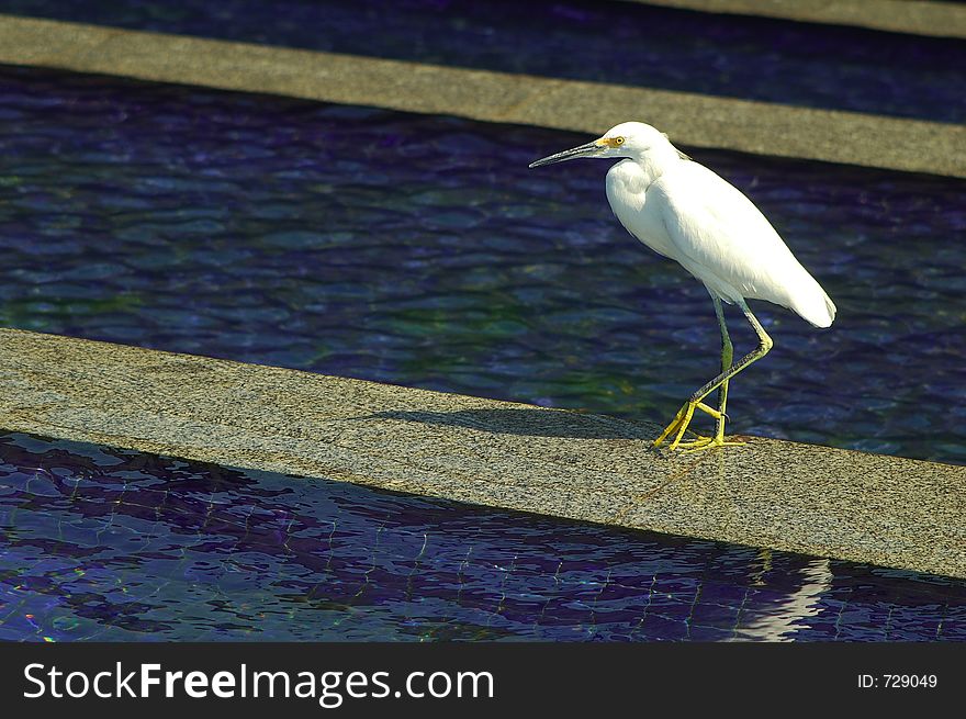 Heron inside the fountain water