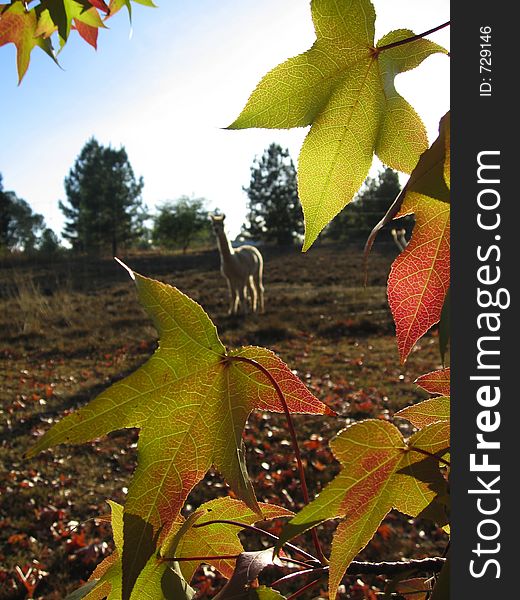 Australian rural setting. Liquid-amber leaves in autumn with a curious alpaca looking on. Bright morning light. Australian rural setting. Liquid-amber leaves in autumn with a curious alpaca looking on. Bright morning light.