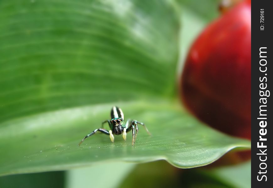 Spider posed on green leaf next to red fruit. Spider posed on green leaf next to red fruit