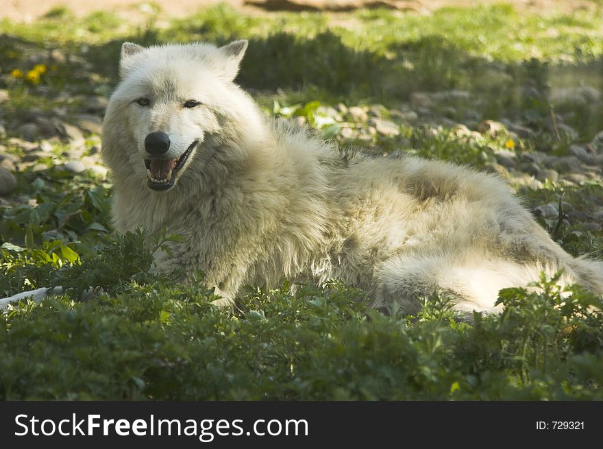 White wolf on grass