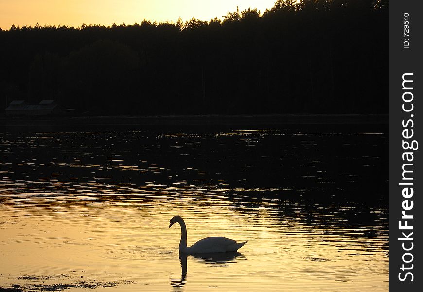 A swan swimming at sunset on a lagoon. A swan swimming at sunset on a lagoon.