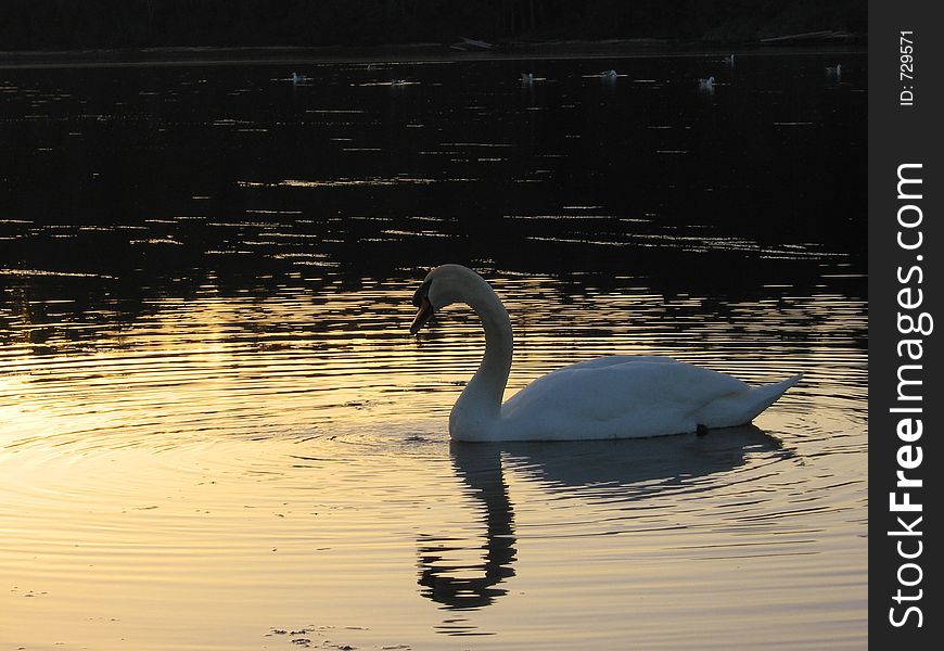 White swan swimming, with reflection glistening off the pond. White swan swimming, with reflection glistening off the pond.