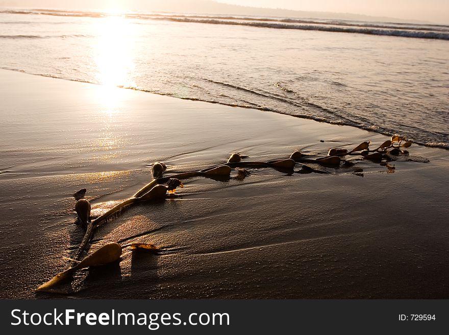 Abstract shot of seaweed on the beach at sunset. Abstract shot of seaweed on the beach at sunset