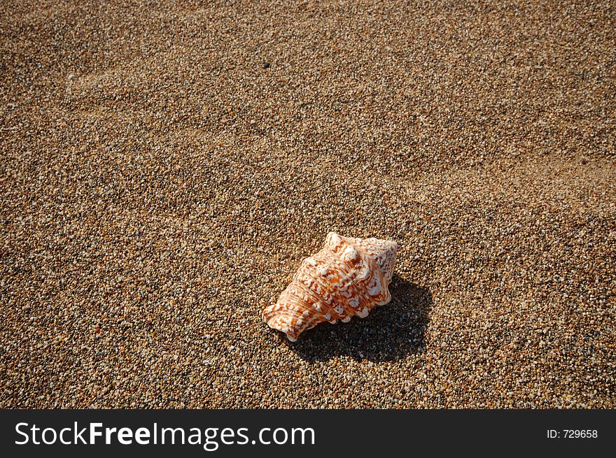 Seashell sitting on the beach. Seashell sitting on the beach