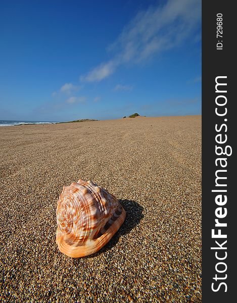 Seashell on the beach