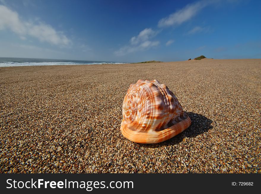 Seashell sitting on the beach. Seashell sitting on the beach