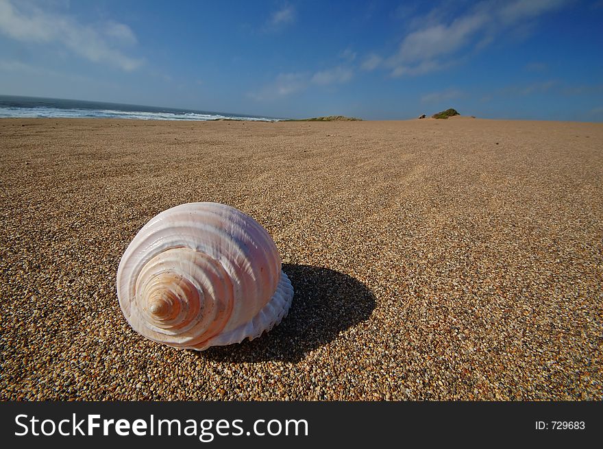 Seashell on the beach